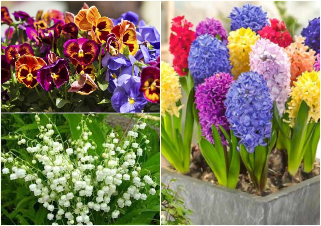 Numele care se sărbătoresc de Florii și ce semnificație au. Cui spunem "La multi ani!"