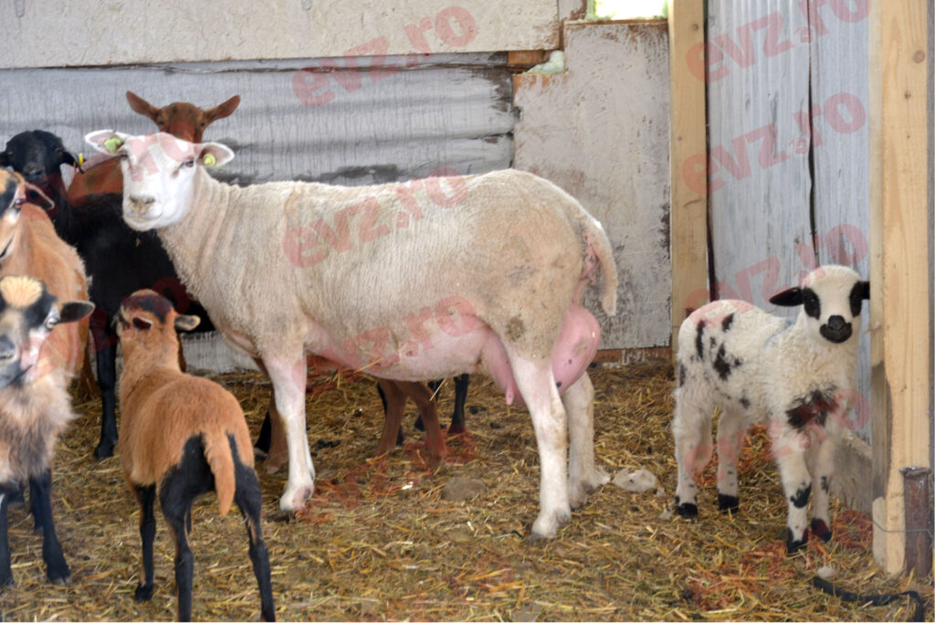 Vești proaste pentru cei care doresc să cumpere carne de miel pentru Paște. Cât va costa un kg de carne anul acesta