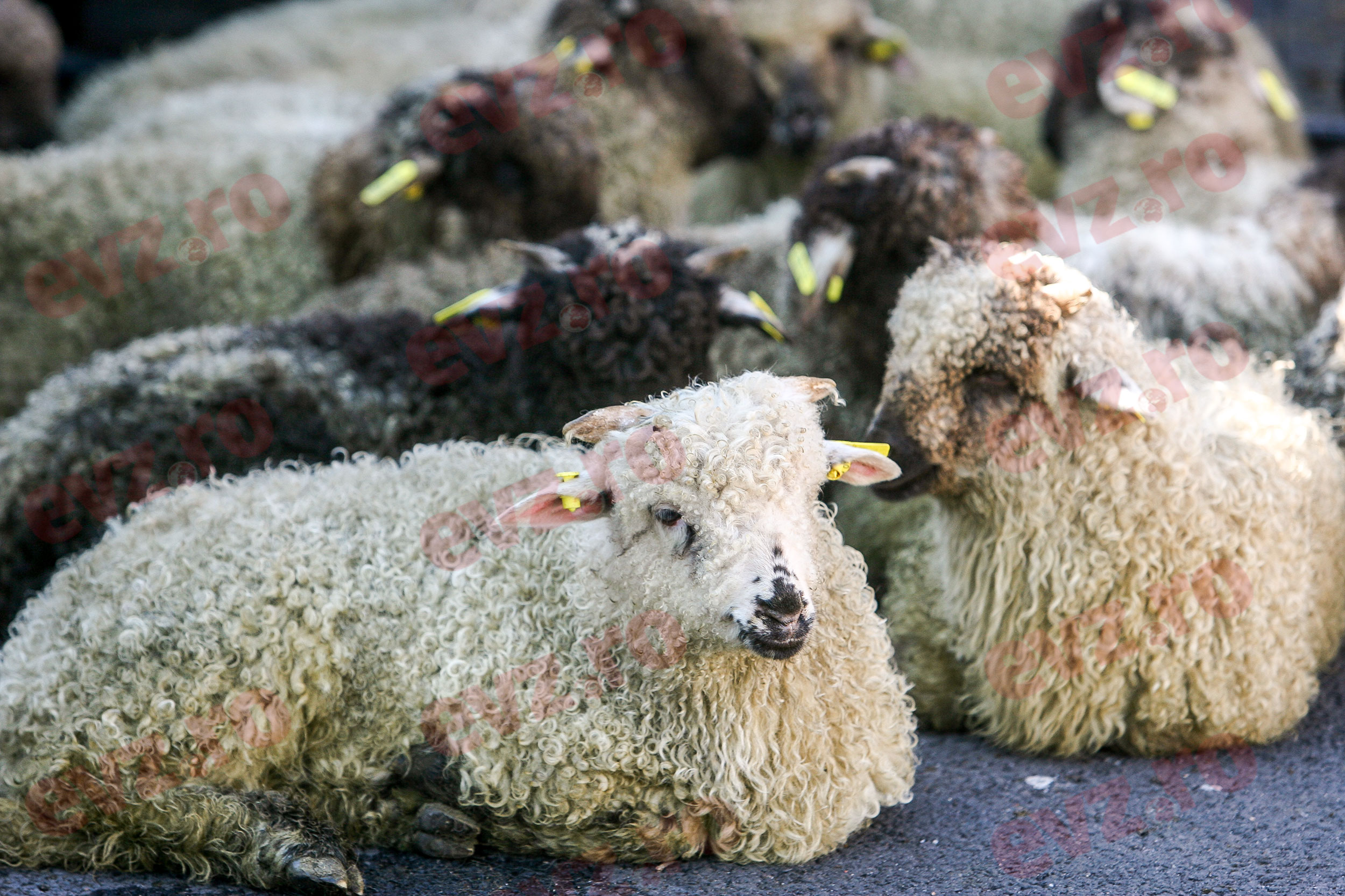 Cât va costa mielul de Paște în 2026. Fermierii dau vina pe importuri și scumpesc carnea