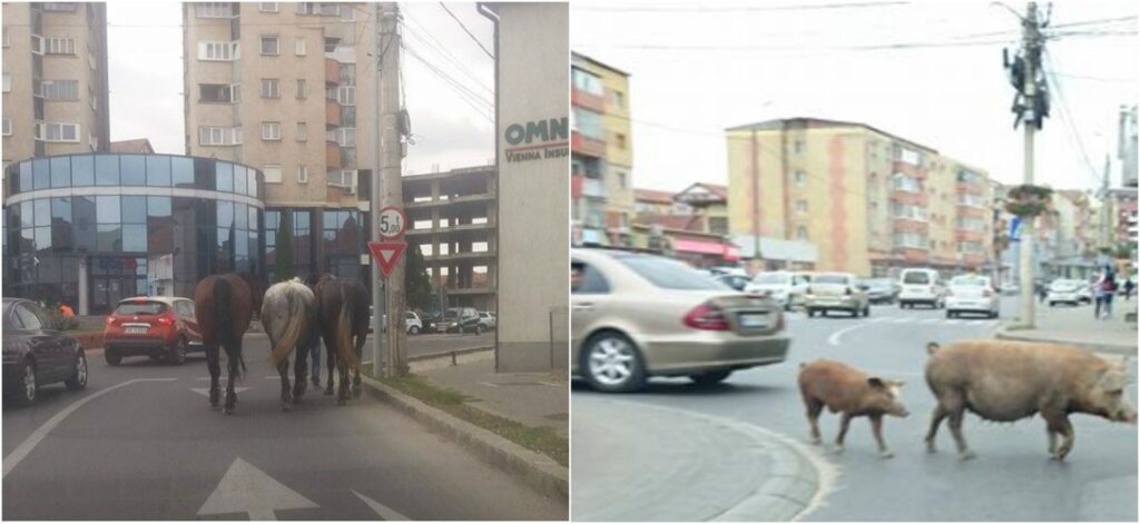 Orașul în care a fost interzisă creșterea animalelor. Amenzi uriașe pentru cei care nu respectă legea