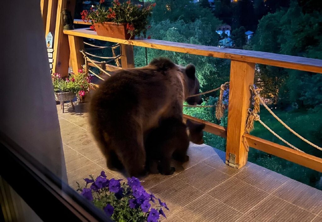 Musafiri nepoftiți pentru city managerul stațiunii Sinaia. O ursoaică cu pui a ajuns pe terasa casei sale