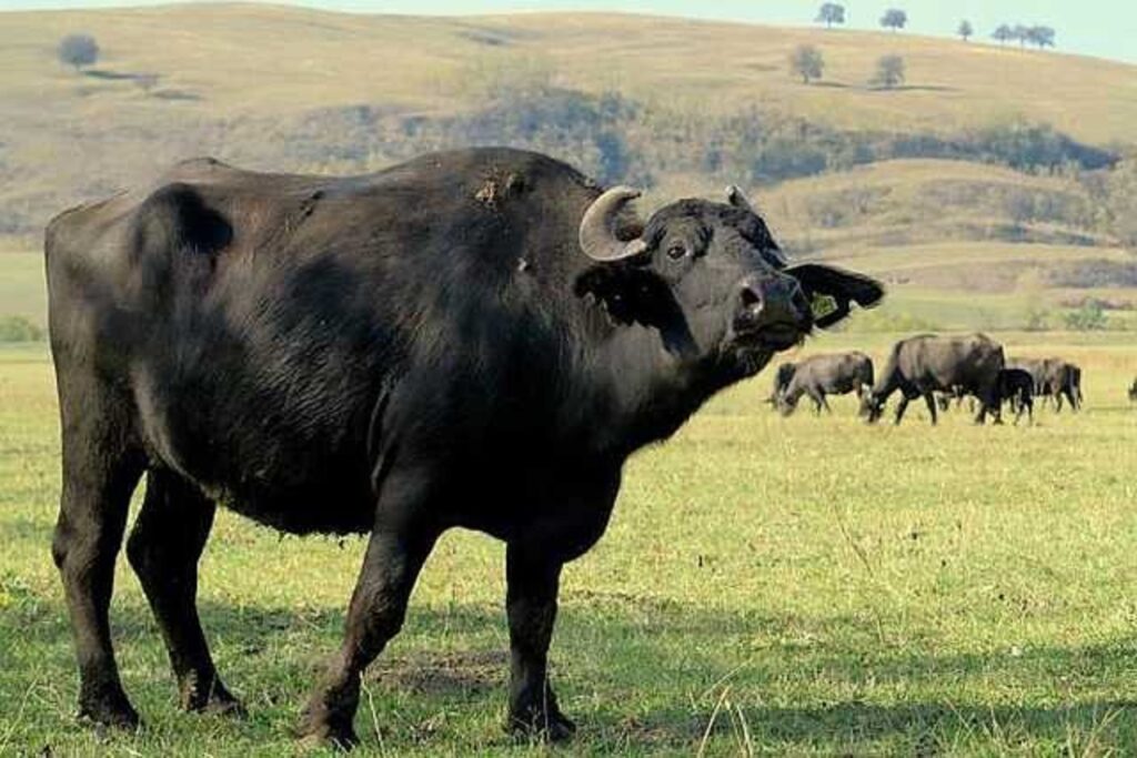 SmartCity sau islaz? Doi bivoli se plimbă nestingheriți pe străzile Clujului. Poliția: „Aaa da, stim de ei”. Video