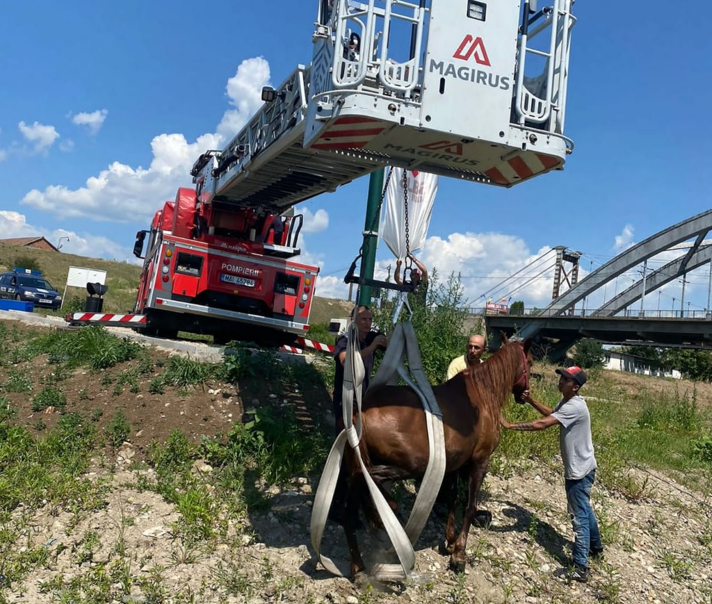 Cazul Luțca se repetă. Ponton de 80.000 de euro, distrus de un cal. Ce spune Primăria Alba Iulia