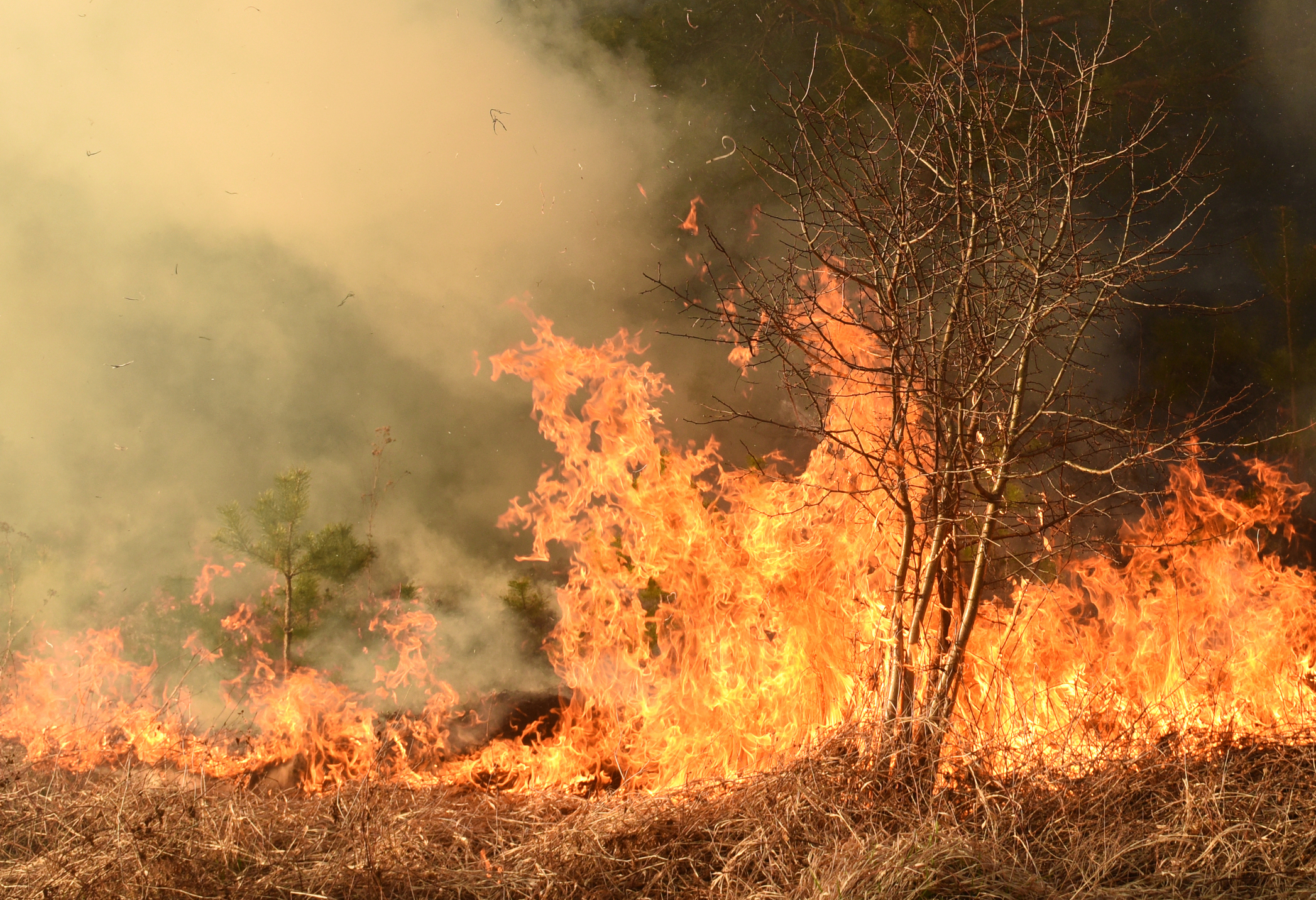 Ad agosto, gli incendi boschivi avevano distrutto la seconda area più grande mai registrata in Europa