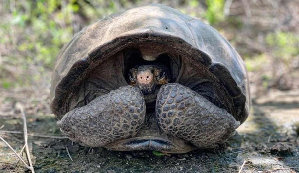 Experții au descoperit o specie de animal care nu care nu îmbătrânește niciodată