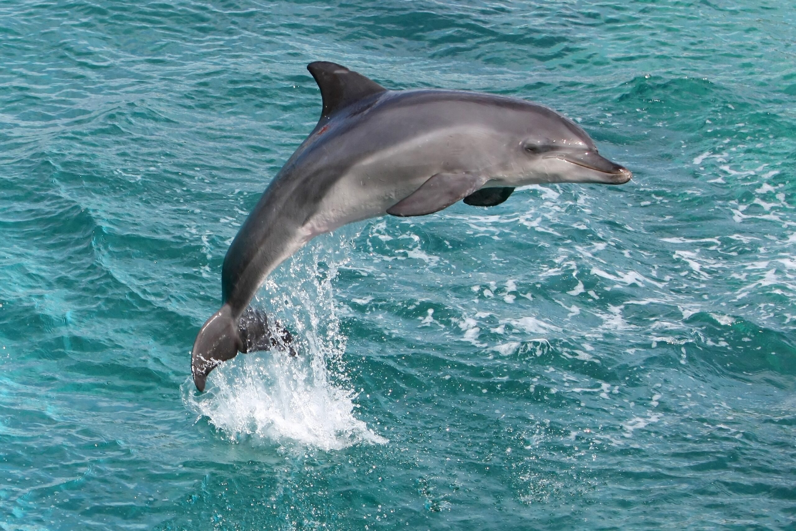 delfini