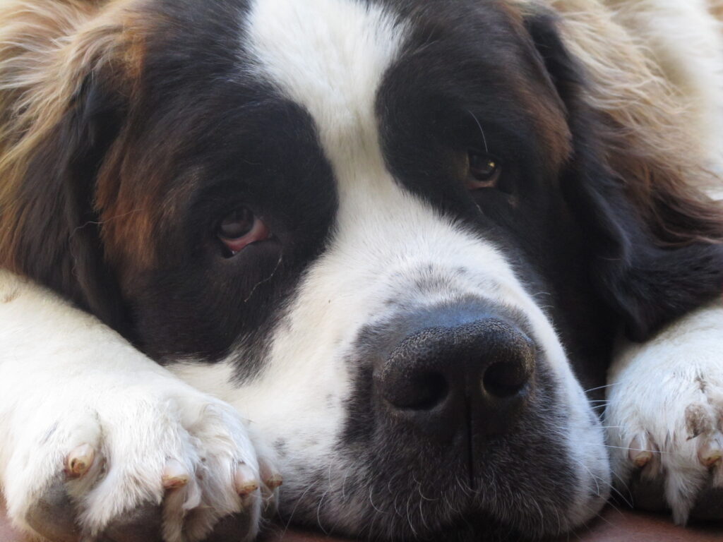 Câinii Saint Bernand sunt prea mari pentru intervenţiile montane, Elveția a decis să îi utilizeze în sectorul social