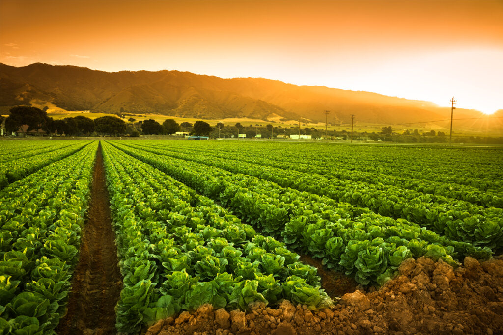 Sfaturi utile pentru a putea avea o recoltă bogată de toamnă târzie!