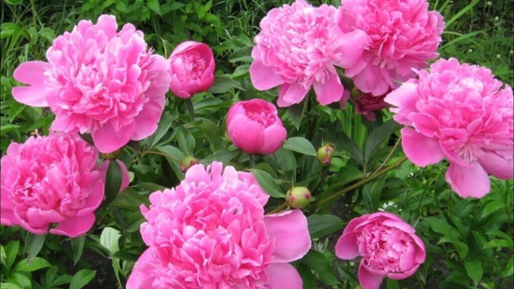 Cât se câștigă din cules de bujori. Românii fac mulți bani din această activitate