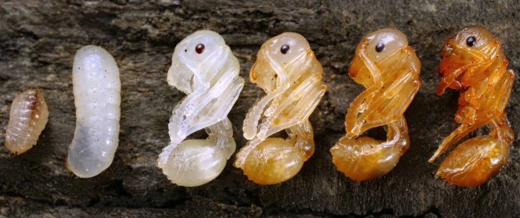 Chipul pe care doar o „mamă” îl poate iubi. Cum arată o furnică de aproape