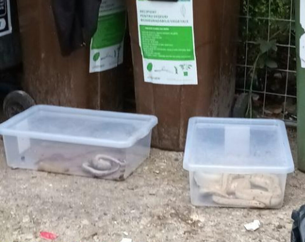 Pitoni aruncați la tomberon pe o stradă din cartierul Rogerius, din Oradea