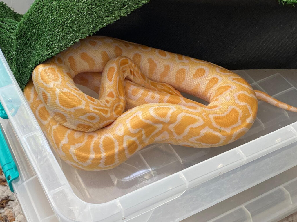 Românul care a abandonat pitonii la gunoi crește 200 de șobolani în captivitate