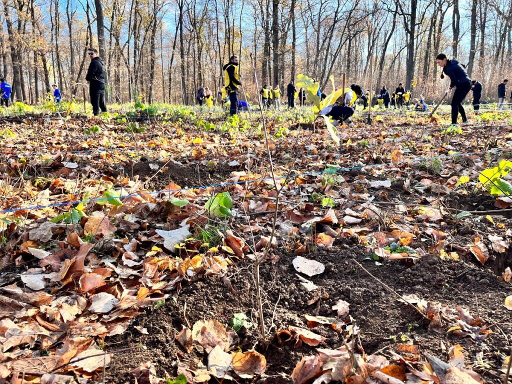 8.000 de puieți de stejar, plantați la Snagov. Ștefan Rădulescu (CJ Ilfov): Plantăm azi pentru Ilfovul de mâine!