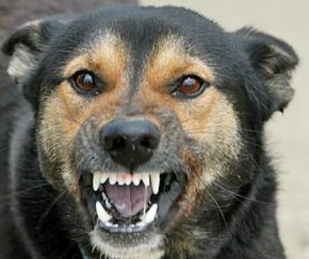 Cine era femeia ucisă de câini pe malul Lacului Morii. Sportivă cunoscută și mare amatoare de drumeții montane