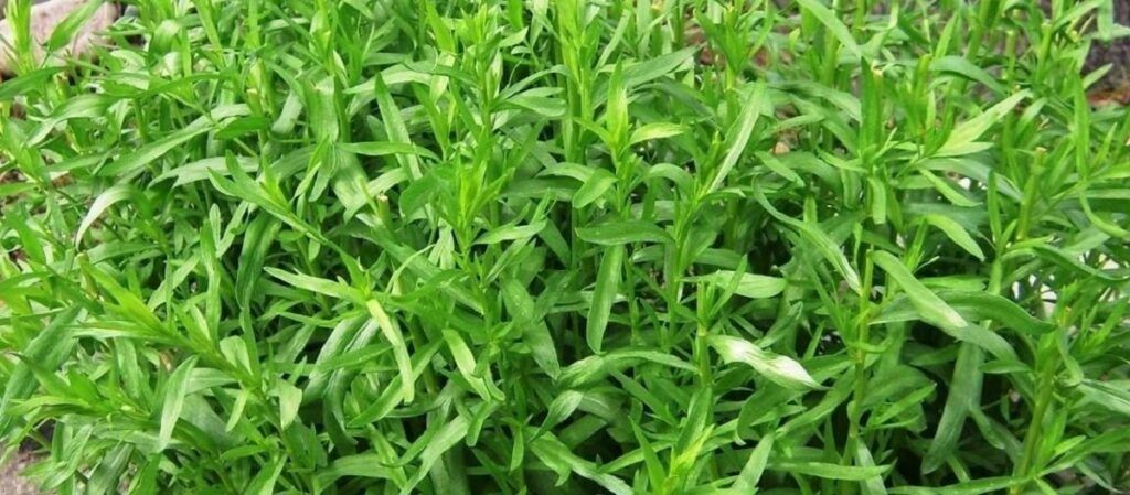 O plantă pe care toți o folosim în bucătărie poate face minuni pentru sănătate