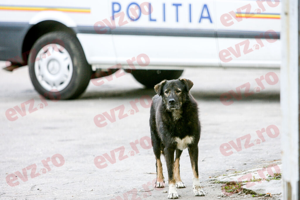 Copil de 12 ani, atacat de un câine periculos. În ce stare se află victima
