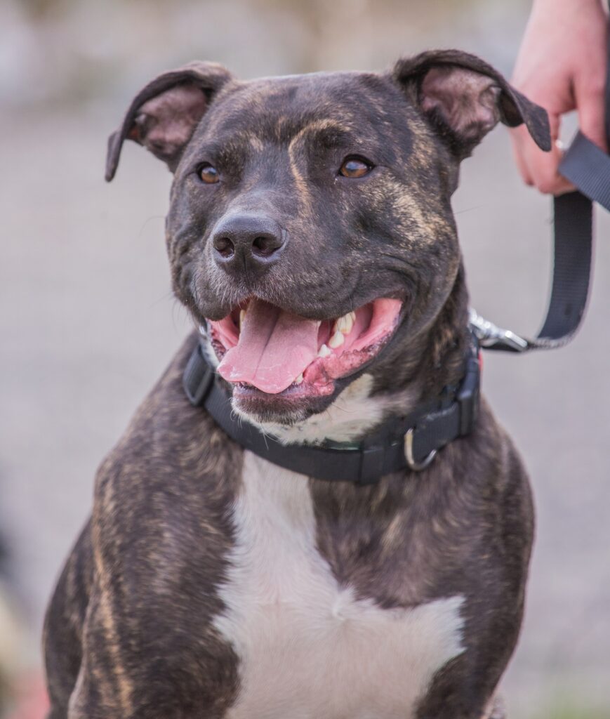 Problema maidanezilor îngropată sub un teanc de comunicări. Reglări de conturi birocratice între Primăria Sector 6 și ASPA