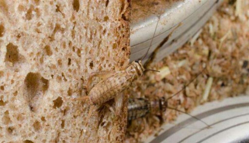 Făina de greieri intră pe piața europeană! Actul european prin care a fost autorizată la vânzare. Document