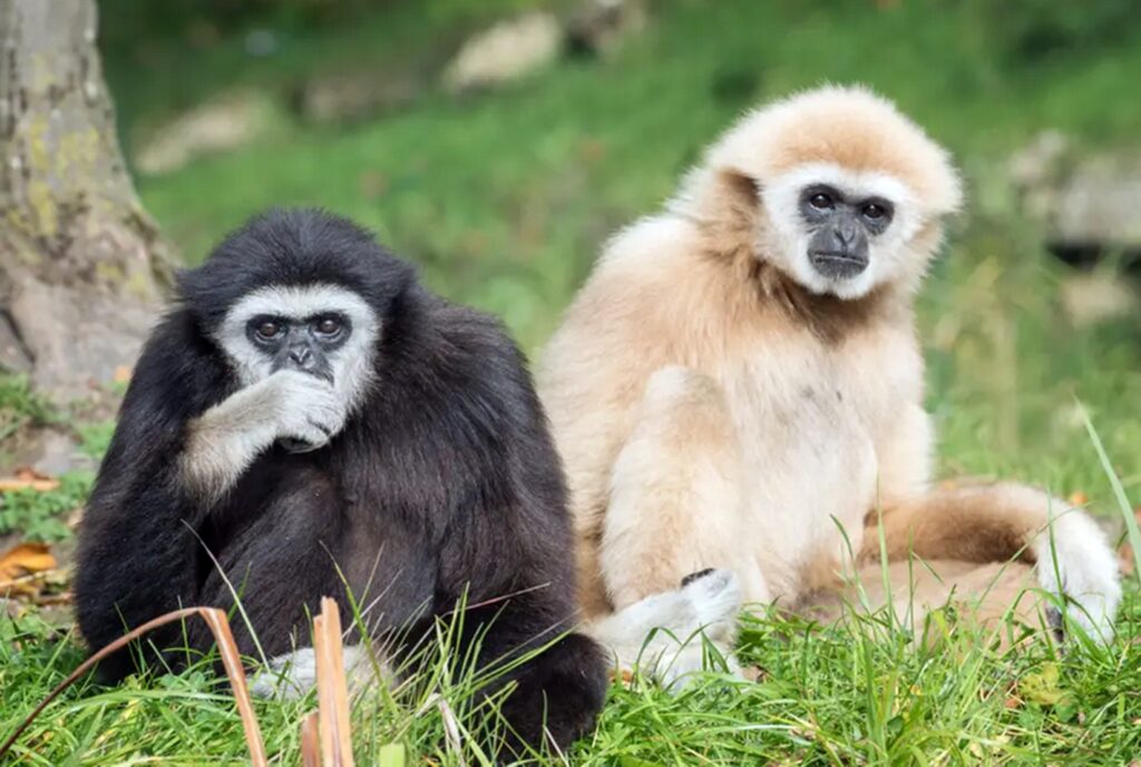 Caz nemaivăzut la o grădină zoologică. Enigma le-a dat mari bătăi de cap îngrijitorilor