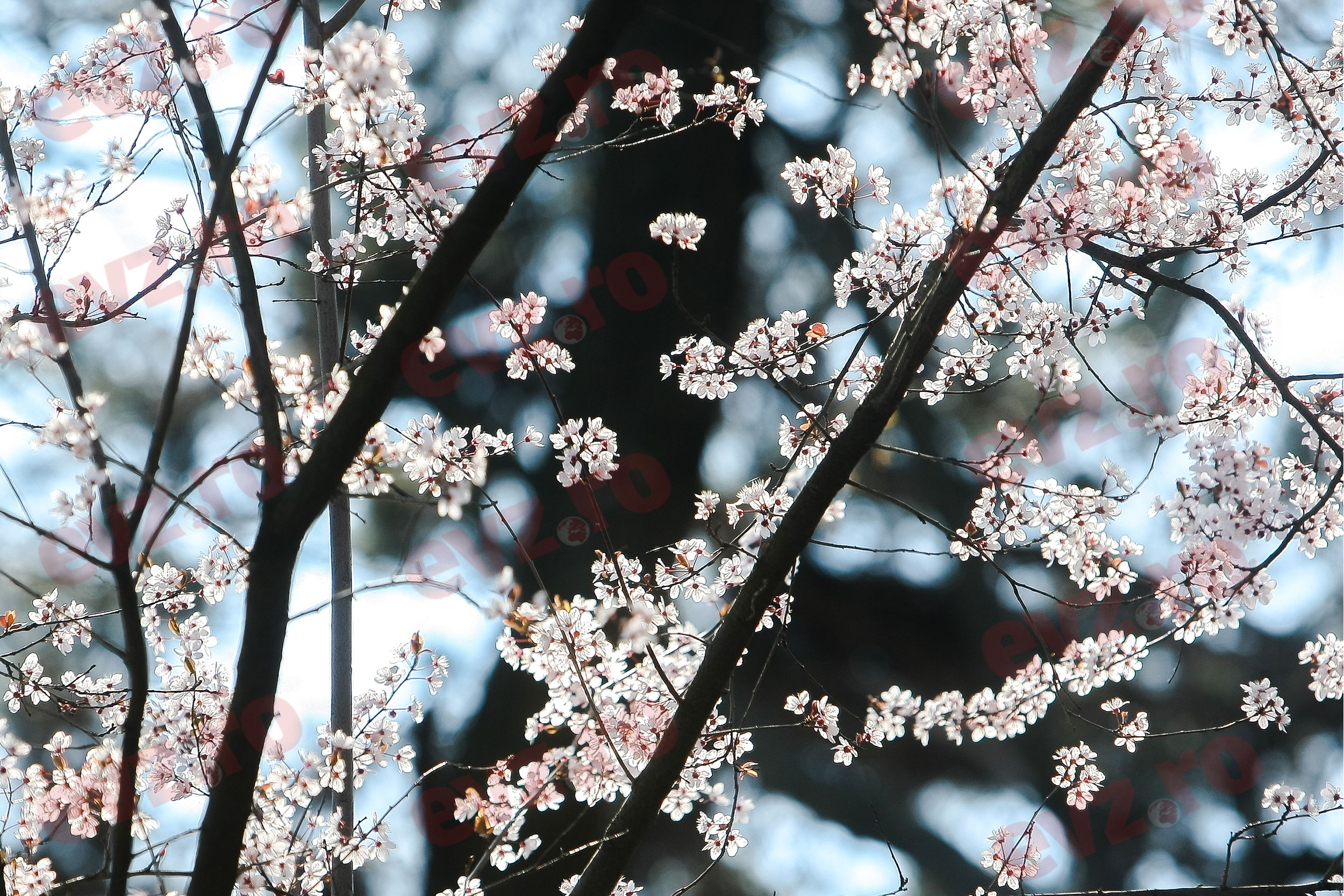 Cod galben de înghețuri în toată țara. Temperaturi de până la -3°C și risc pentru culturile agricole