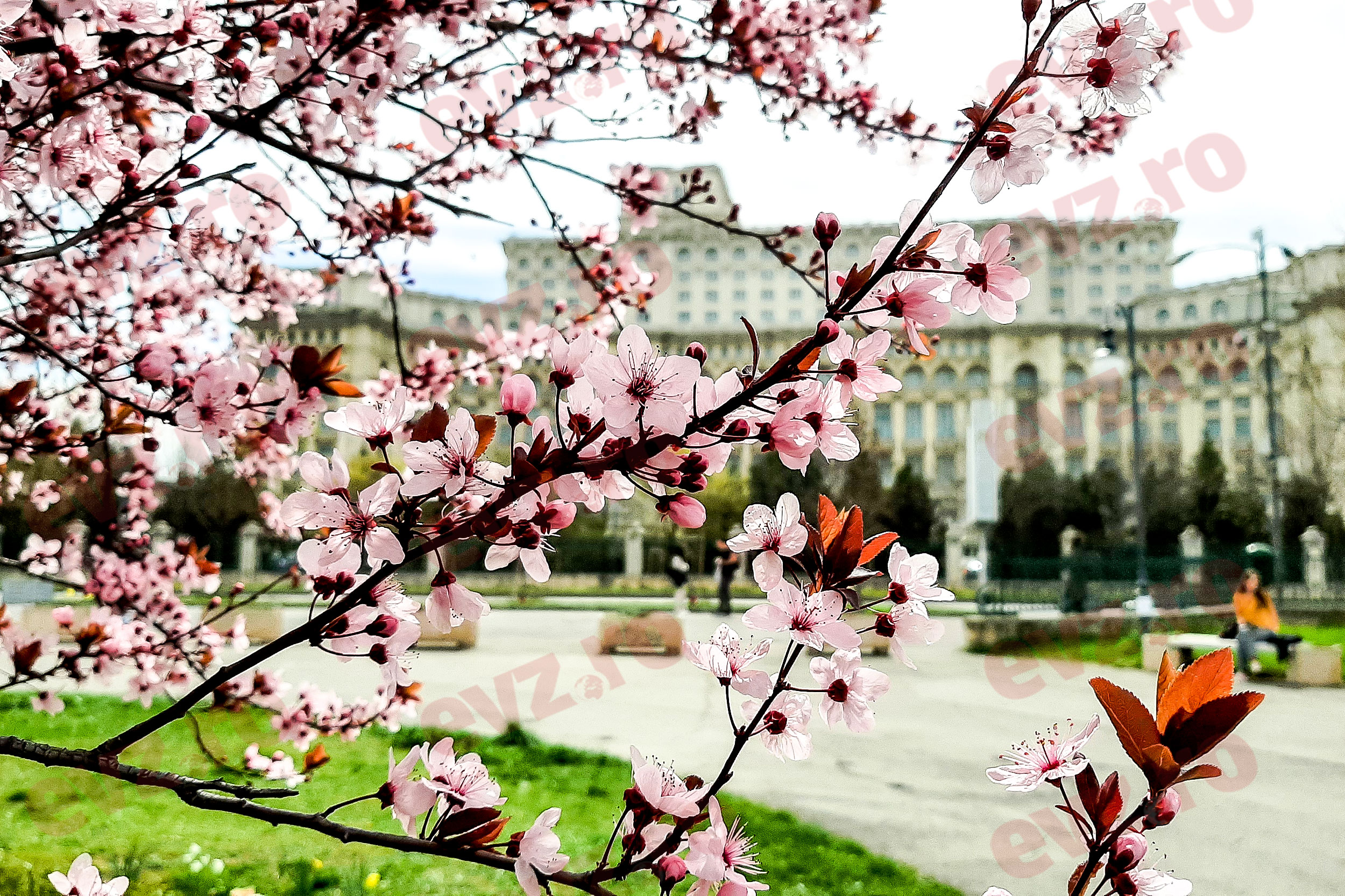 Prognoza meteo, 25 martie. Sărbătoarea Bunei Vestiri aduce temperaturi blânde în majoritatea regiunilor. Unde va ploua