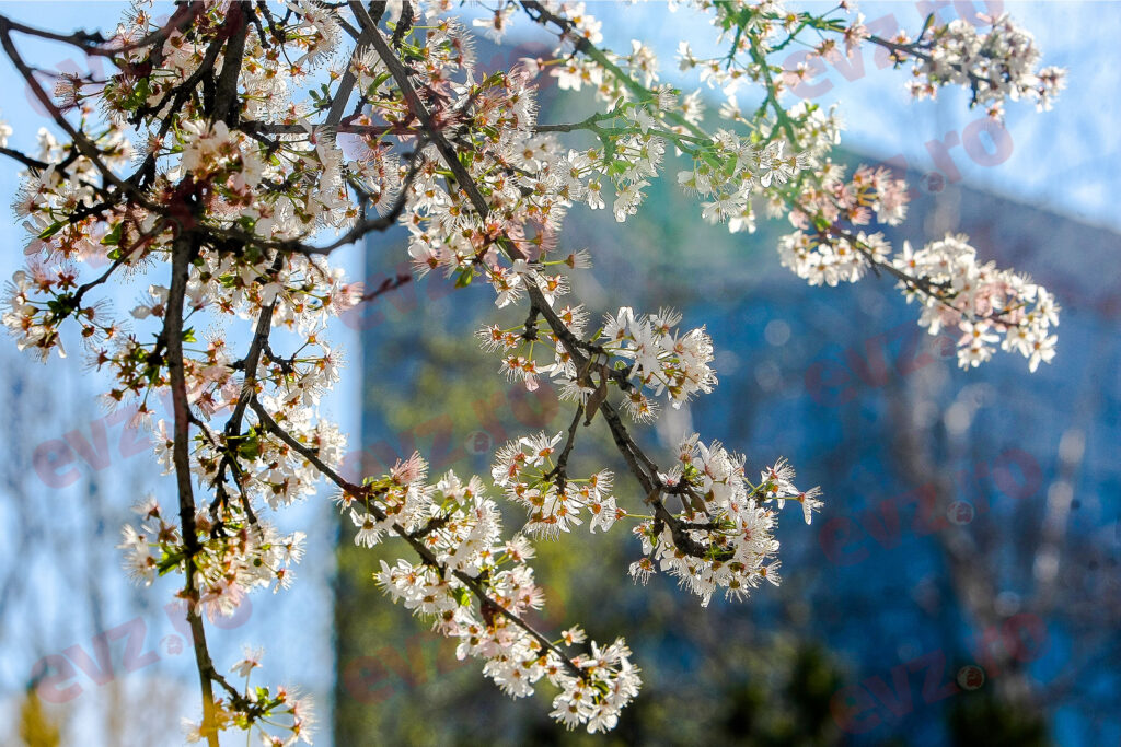 Prognoza meteo, 26 aprilie. Temperaturile sunt într-o ușoară creștere, dar ploile fac legea