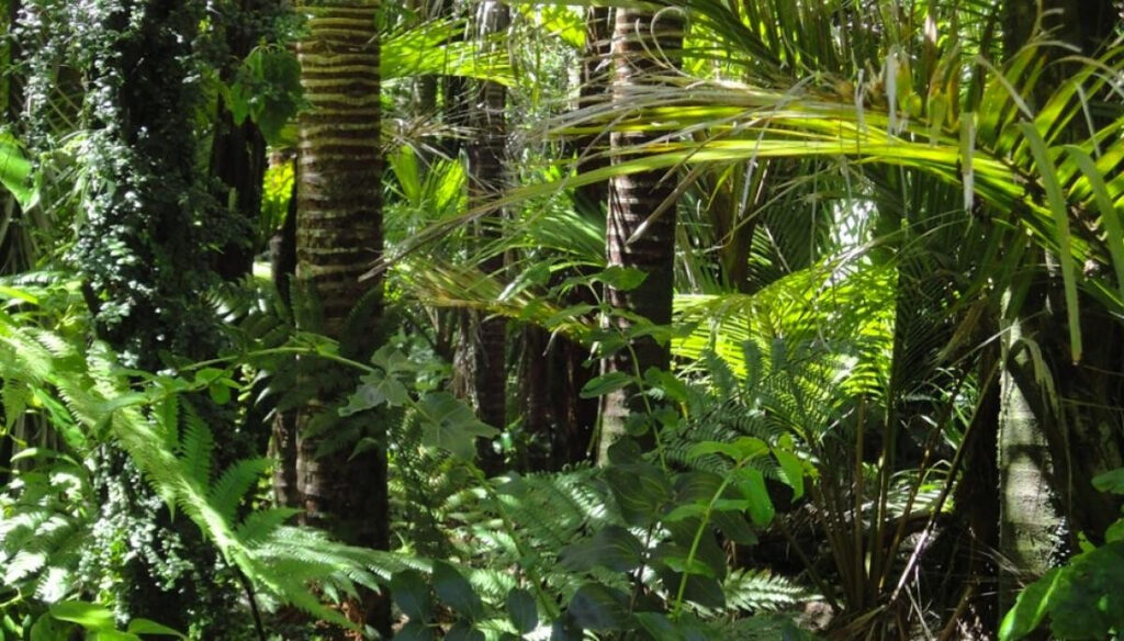 Un bolivian a supraviețuit în pădurea amazoniană timp de o lună, mâncând viermi și bându-și propria urină