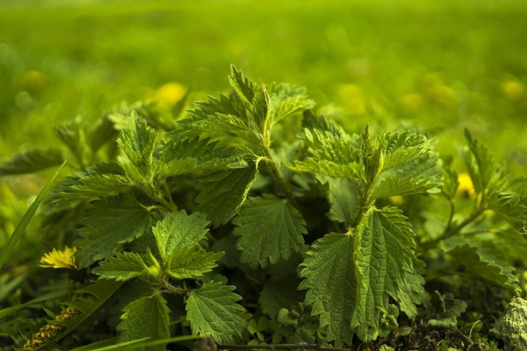 Mâncare de urzici cu usturoi, ca la bunica. Cum se prepară delicioasa rețetă de sezon