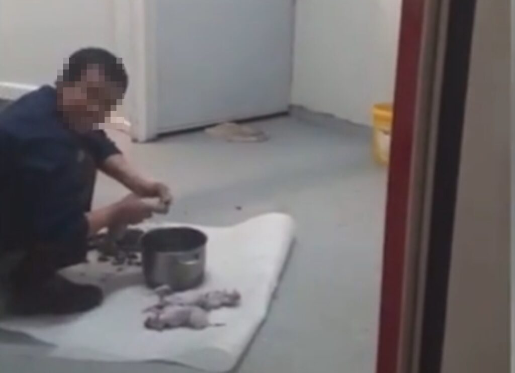 Polițiștii din Timișoara au fost chemați să intervină la un caz mai special. Vietnamezii vânau popândăi