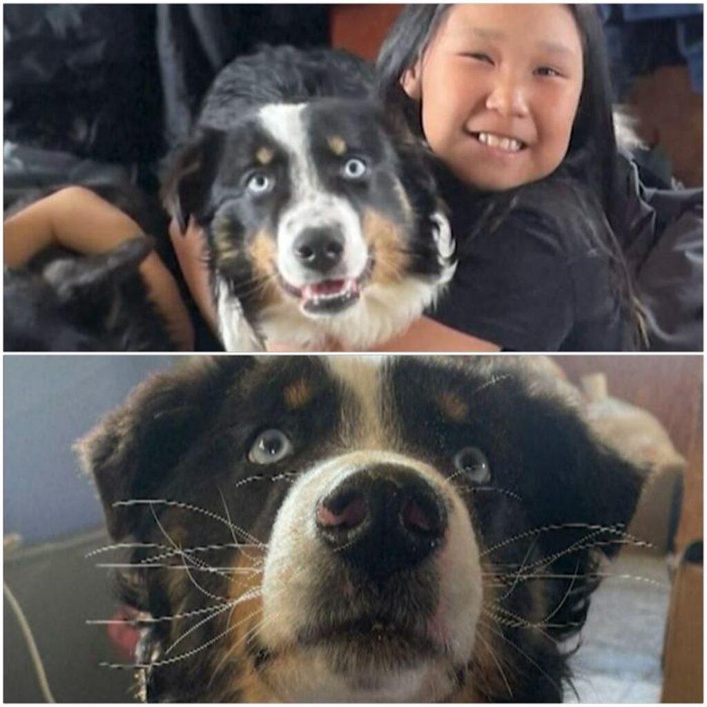 Povestea câinelui pierdut în Alaska. Nanuq a parcurs un drum de 241 de kilometri prin Marea Bering până a ajuns acasă