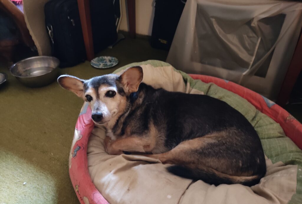 HOROSCOPUL LUI DOM’ PROFESOR 18 aprilie 2023. Urechița s-a dus în Paradisul Cățeilor