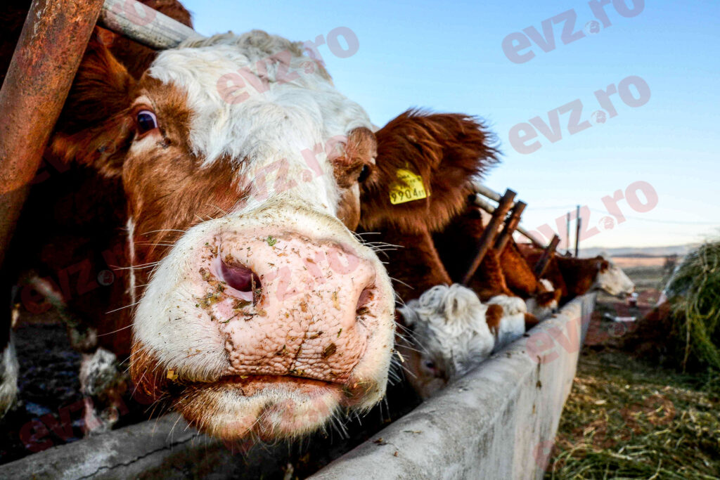 Febra aftoasă se răspândește alarmant în Europa. Tot mai multe puncte de frontieră, închise