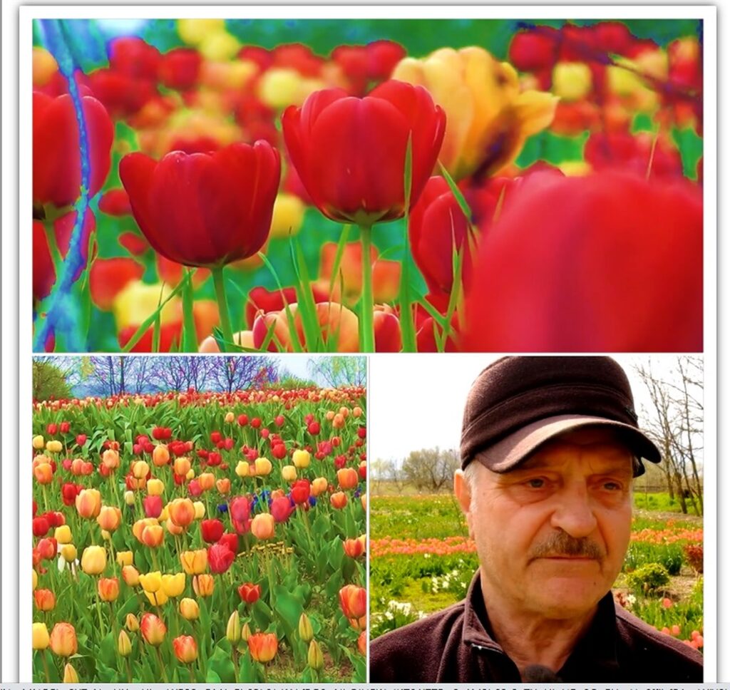 Raiul fostului preot Iosif Mateuț de la Ciocaia. Zeci de mii de lalele, cultivate din pasiunea vieții sale