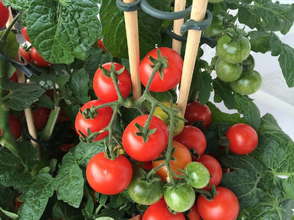 Producătorii de tomate și usturoi, ajutor suplimentar. Suma importantă pe care o vor primi