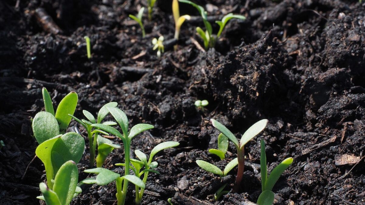 Planta care se vinde cu 10.000 de euro pe kilogram. Sunt români care au dat lovitura