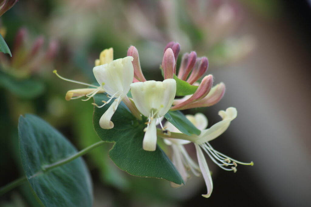 Caprifoiul sau Mâna Maicii Domnului. Ce beneficii pentru sănătate are această plantă