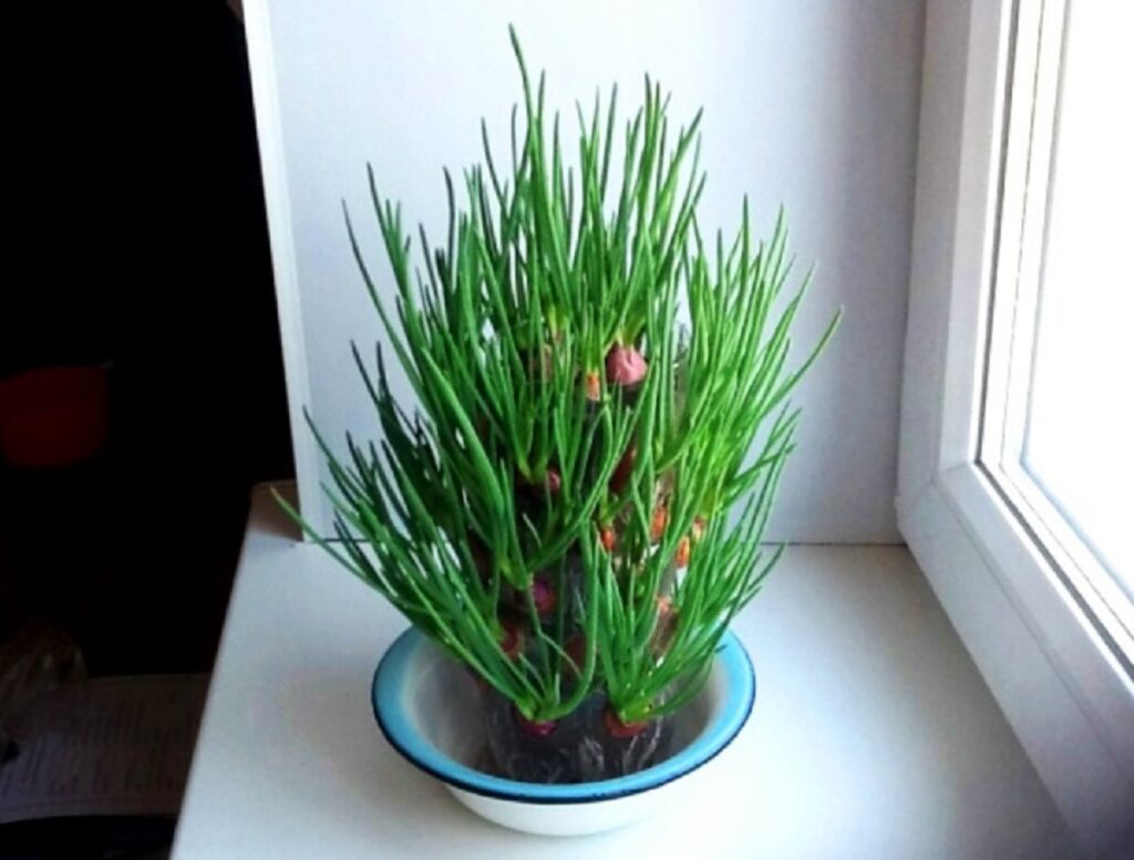 Metodă ingenioasă. Cum poţi cultiva ceapă verde în sticla de plastic. Poate fi ținută atât pe balcon, cât și pe pervaz