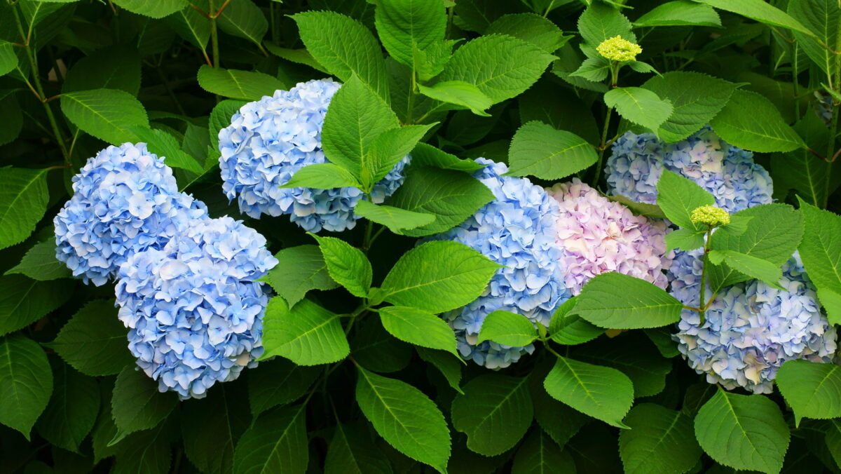 Hortensia, un arbust decorativ care dă grădinii o notă aparte. Când, unde și cum se plantează