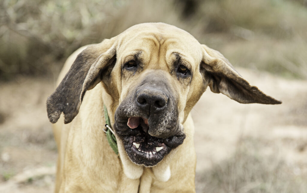 De ce adorăm câinii urâți. Cum procesează creierul nostru aspectul neobișnuit al acestor animale de companie
