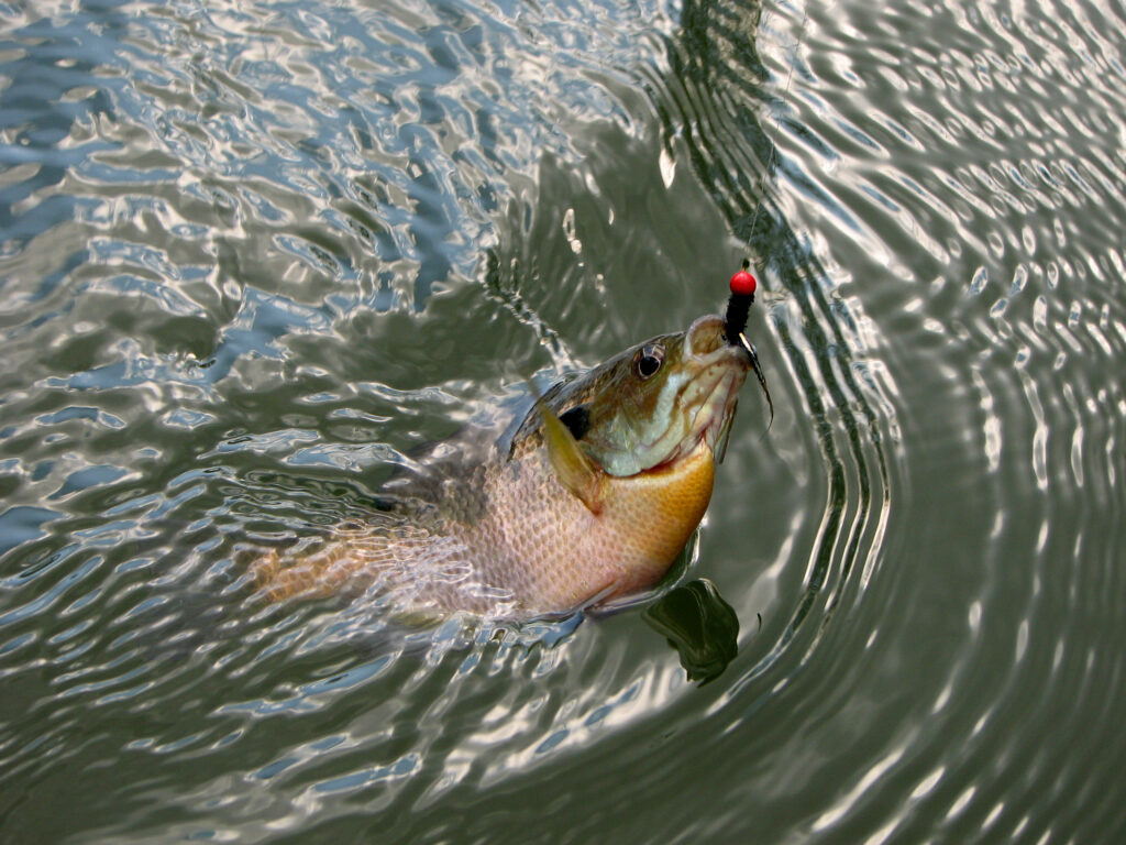 Dorada de Marea Neagră, pe mesele restaurantelor de pe litoral. Biologii au adus 250 de puieți din Italia pentru a-i aclimatiza