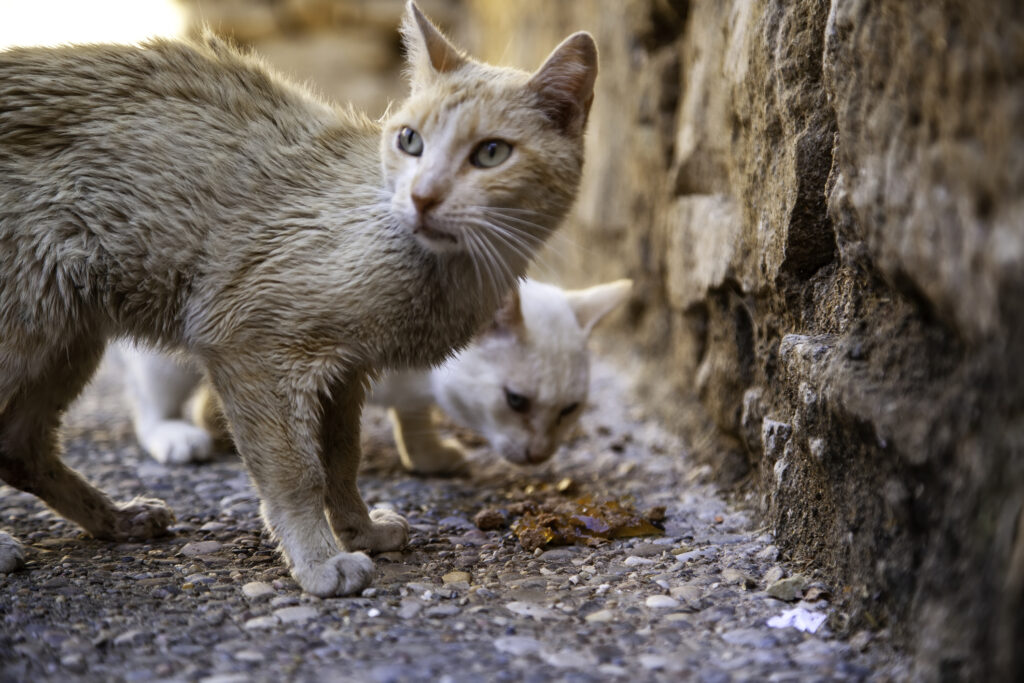 Și-a abandonat pisica rănită. Amenda primită de o femeie din Caraș-Severin