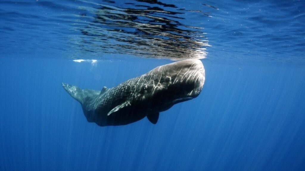 Comoara găsită în abdomenul unui cașalot. Este vorba despre nouă kilograme de aur plutitor
