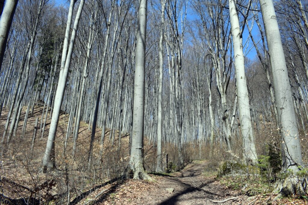 Pădurea de argint din poezia lui Mihai Eminescu chiar există. Legende și mituri despre un portal spre o altă dimensiune