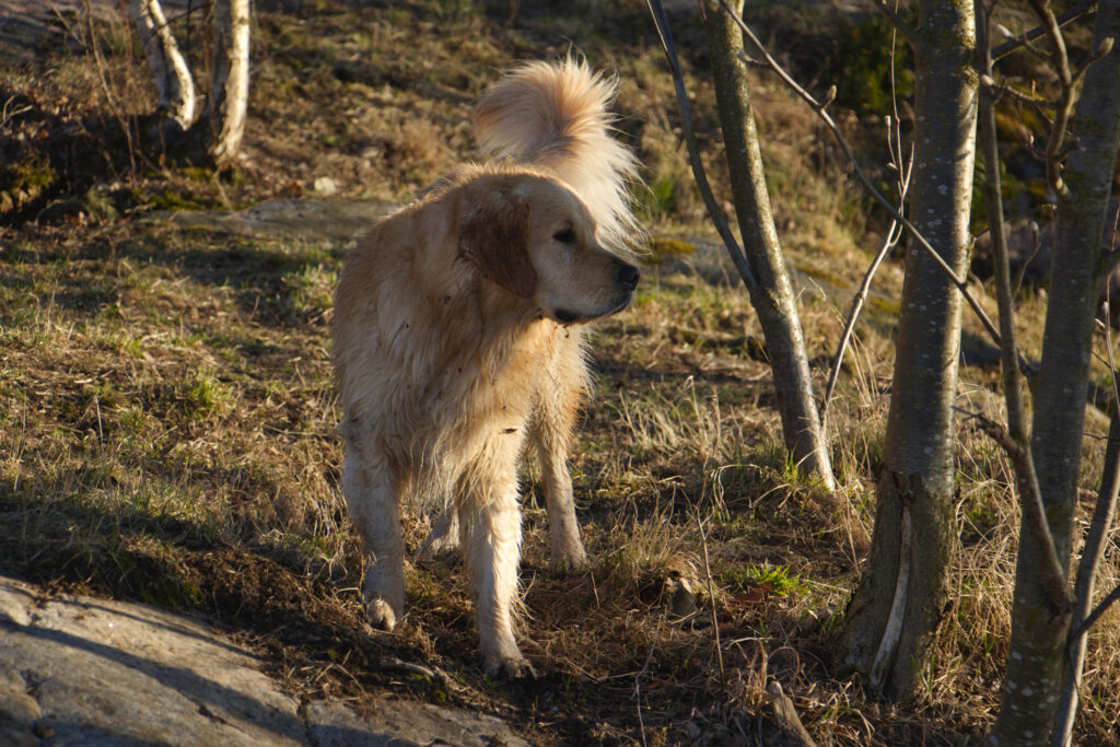Legea privind gestionarea câinilor fără stăpân, trimisă spre reexaminare în Parlament