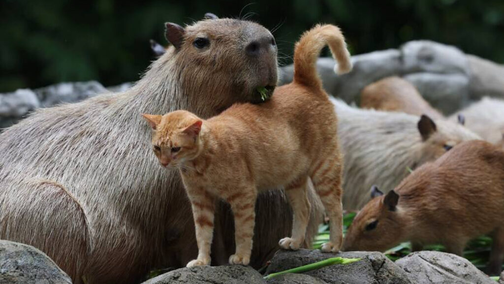 O familie de capibara a adoptat o pisică vagaboandă la o grădină zoologică din Malaezia