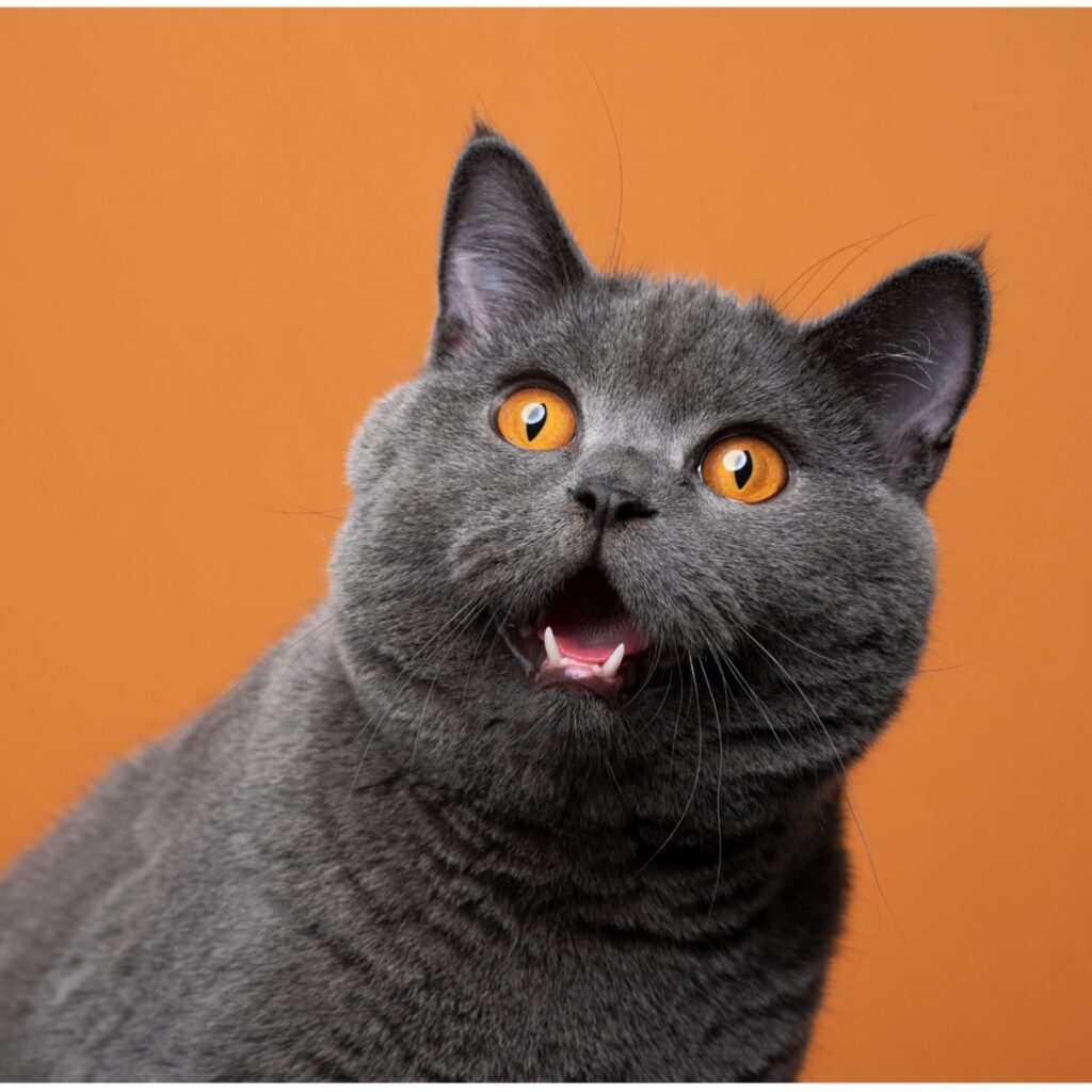 Horoscopul lui Dom’ Profesor – 29 septembrie 2023. Majoritatea s-a săturat de Ucraina