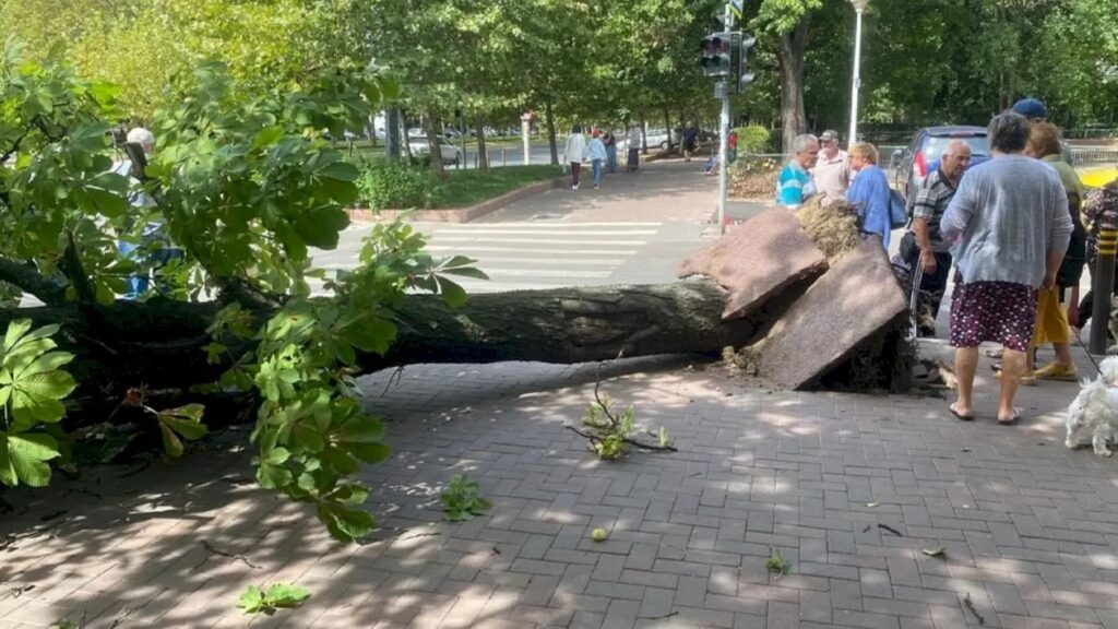 Accident grav în Sectorul 3. Bătrân prins sub un arbore prăbușit