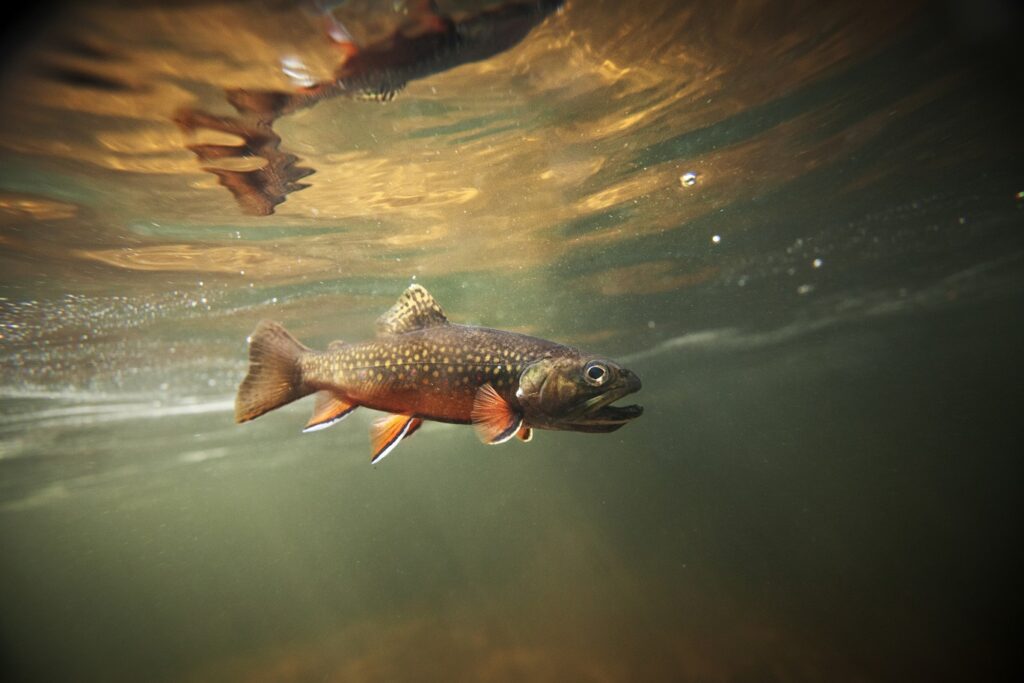 Păstrăvii „zombi” provoacă stare de urgență în Montana