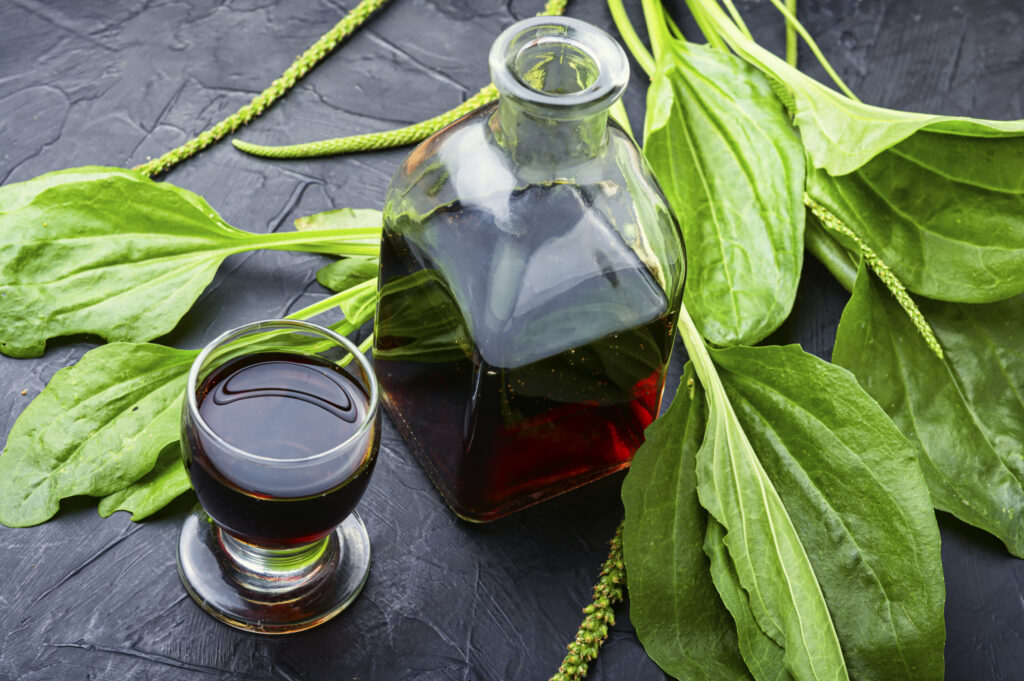 Tratează afecțiunile pulmonare cu ceaiul de pătlagină. Rețeta mănăstirească