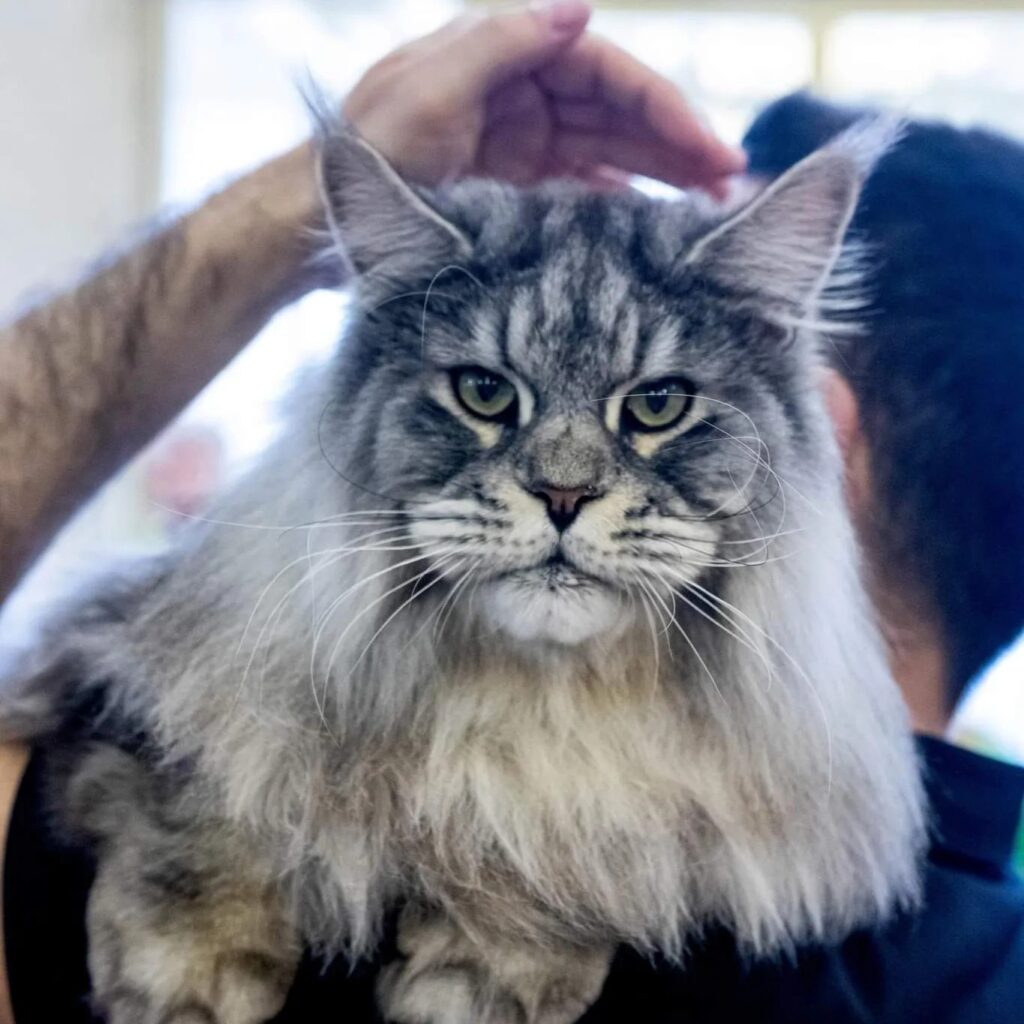 Cea mai frumoasă pisică din lume este din România. Faceți cunoștință cu Yan Panco, un Maine Coon superb